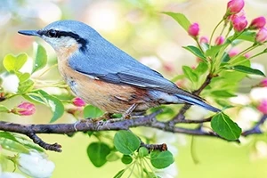 Un ave pequeña de plumaje azul y pecho anaranjado posada en una rama con flores blancas y capullos rosados