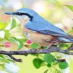 Un ave pequeña de plumaje azul y pecho anaranjado posada en una rama con flores blancas y capullos rosados