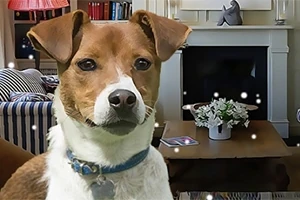 Perro de color marrón y blanco con collar azul en una sala de estar hogareña, frente a una chimenea y una mesa con planta