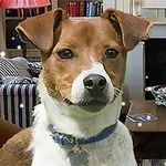 Perro de color marrón y blanco con collar azul en una sala de estar hogareña, frente a una chimenea y una mesa con planta