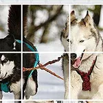 Dos perros de trineo, uno negro y uno blanco, corriendo sobre la nieve con arneses de colores brillantes